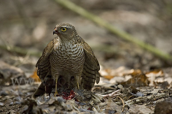 Sperber (Accipiter nisus)