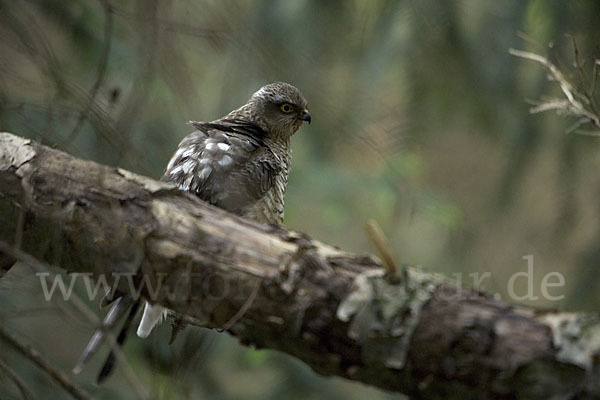 Sperber (Accipiter nisus)