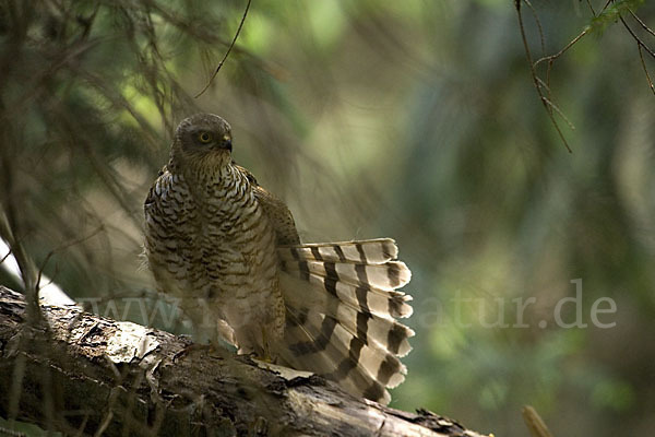 Sperber (Accipiter nisus)