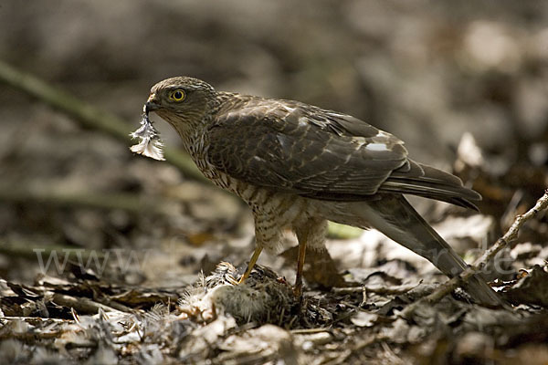 Sperber (Accipiter nisus)