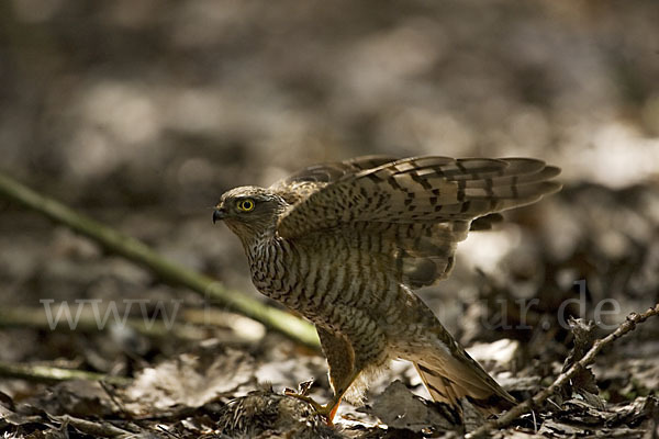 Sperber (Accipiter nisus)