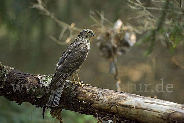 Sperber (Accipiter nisus)