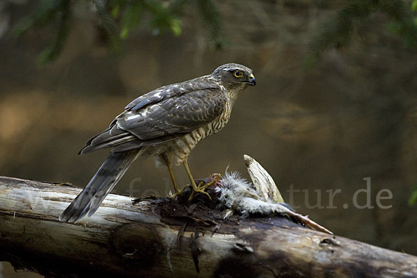 Sperber (Accipiter nisus)