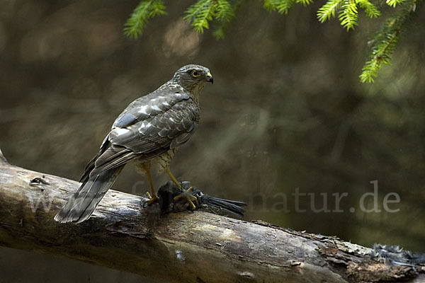 Sperber (Accipiter nisus)