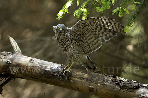 Sperber (Accipiter nisus)