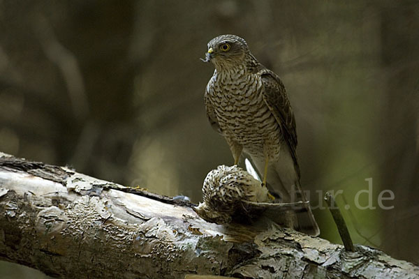 Sperber (Accipiter nisus)