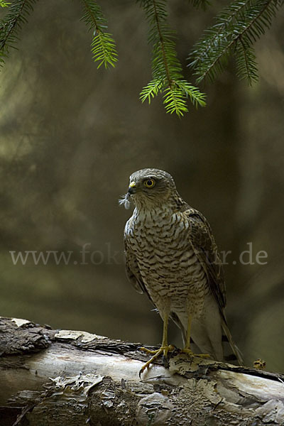 Sperber (Accipiter nisus)