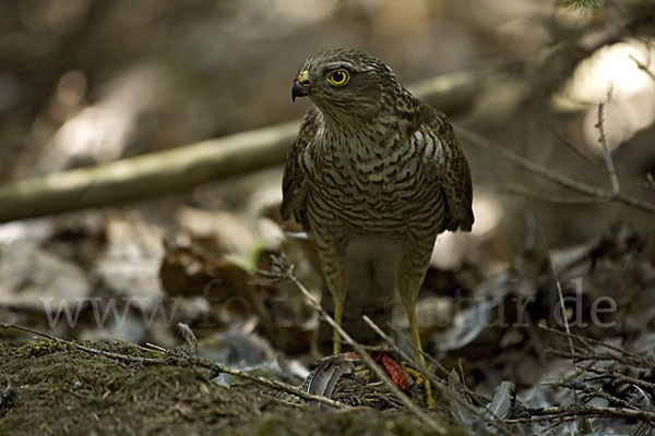 Sperber (Accipiter nisus)