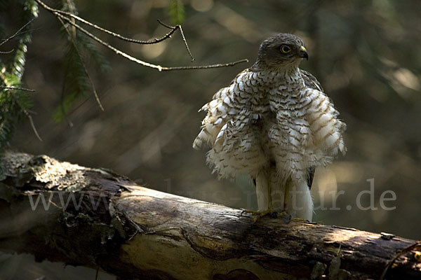 Sperber (Accipiter nisus)