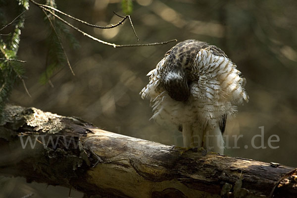 Sperber (Accipiter nisus)