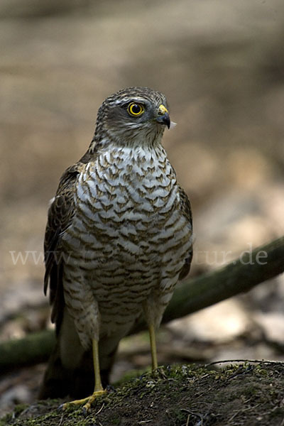 Sperber (Accipiter nisus)