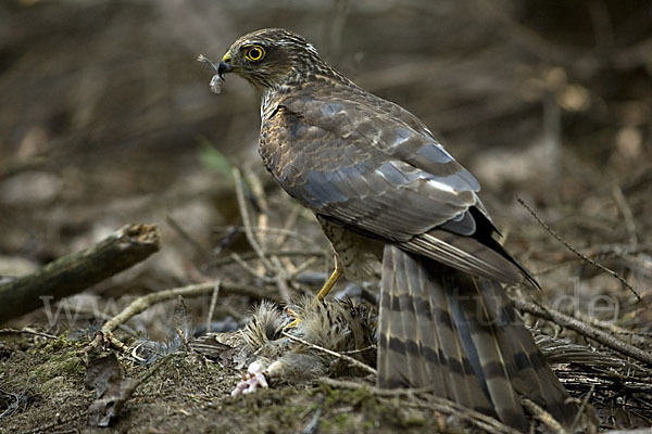 Sperber (Accipiter nisus)