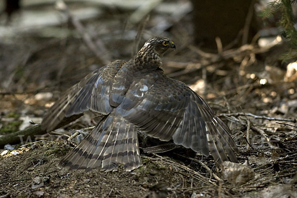 Sperber (Accipiter nisus)