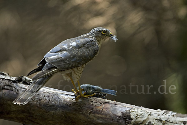 Sperber (Accipiter nisus)