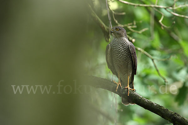 Sperber (Accipiter nisus)