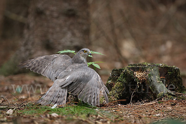 Sperber (Accipiter nisus)