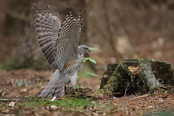 Sperber (Accipiter nisus)