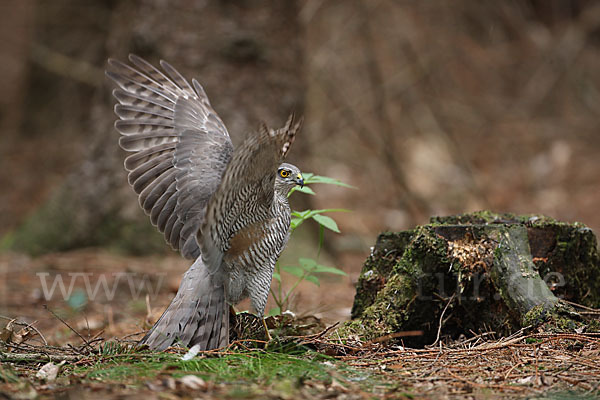 Sperber (Accipiter nisus)