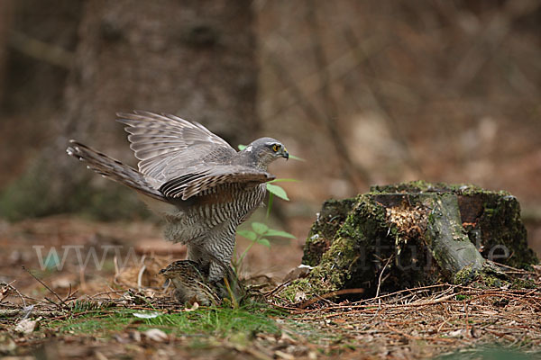 Sperber (Accipiter nisus)