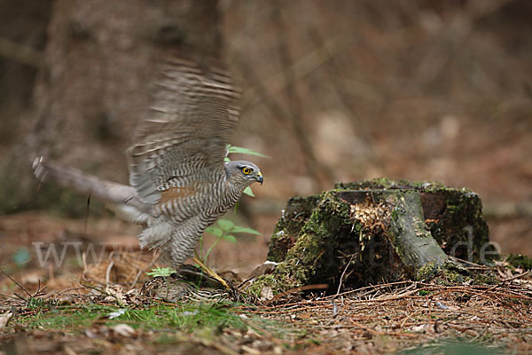 Sperber (Accipiter nisus)