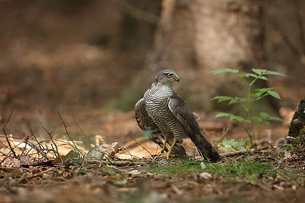 Sperber (Accipiter nisus)