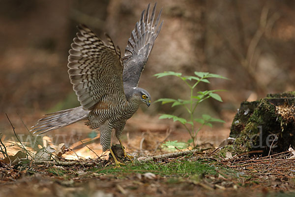 Sperber (Accipiter nisus)