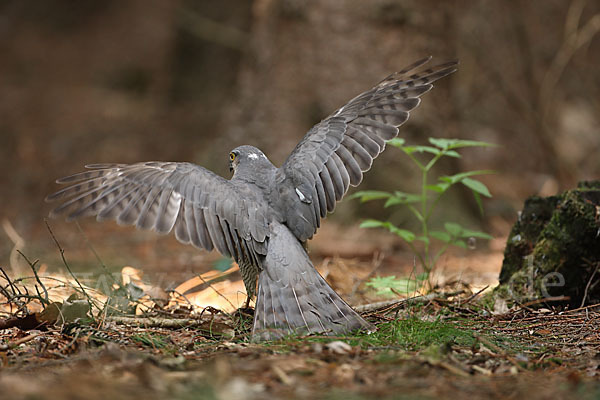 Sperber (Accipiter nisus)