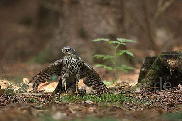 Sperber (Accipiter nisus)