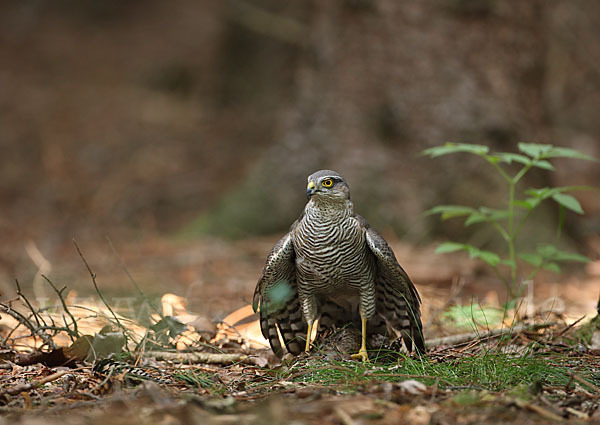 Sperber (Accipiter nisus)