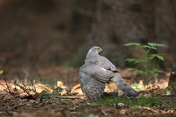 Sperber (Accipiter nisus)