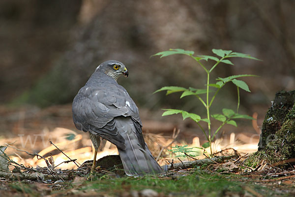 Sperber (Accipiter nisus)