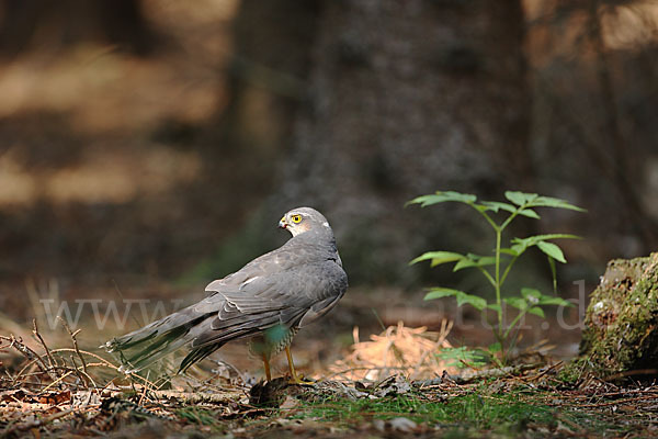 Sperber (Accipiter nisus)