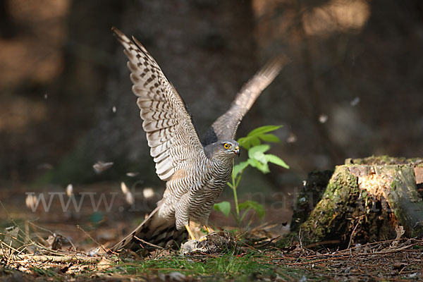 Sperber (Accipiter nisus)