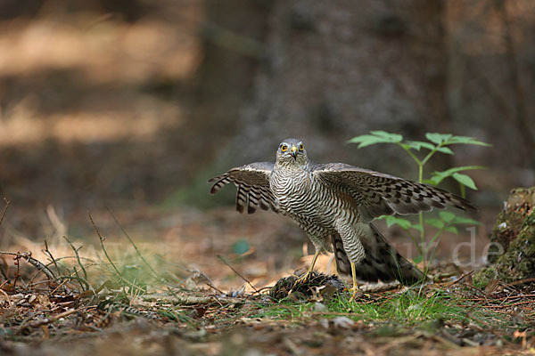 Sperber (Accipiter nisus)