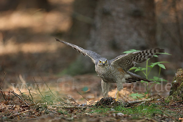 Sperber (Accipiter nisus)