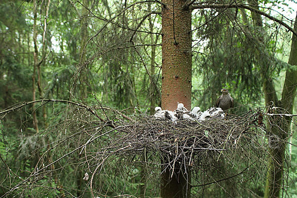 Sperber (Accipiter nisus)