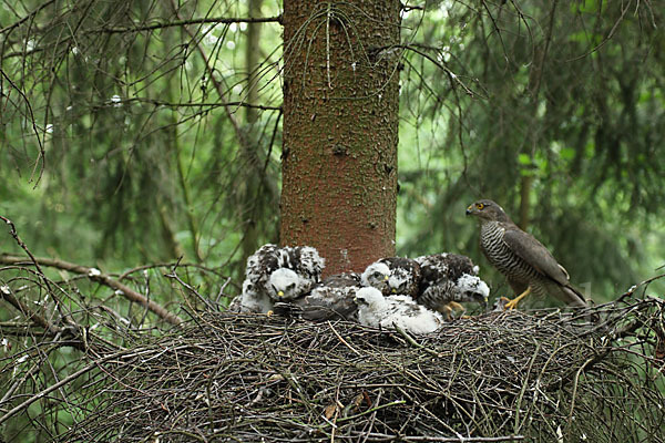 Sperber (Accipiter nisus)