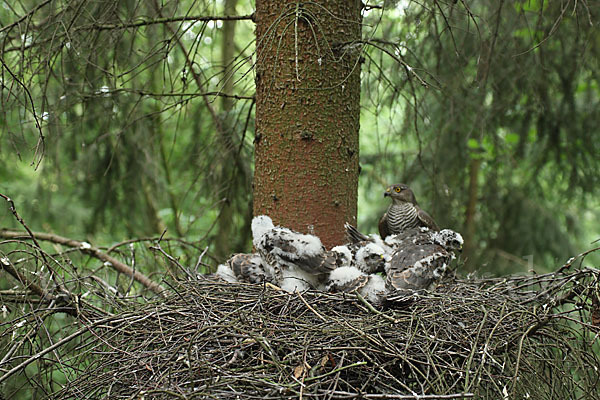 Sperber (Accipiter nisus)