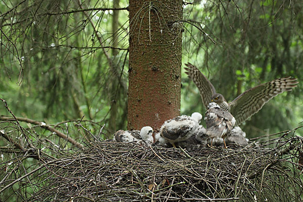 Sperber (Accipiter nisus)