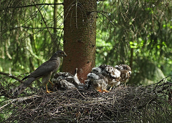 Sperber (Accipiter nisus)