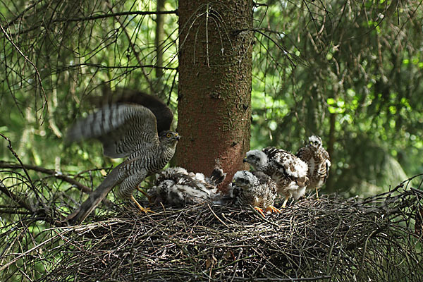 Sperber (Accipiter nisus)