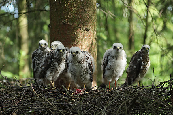 Sperber (Accipiter nisus)