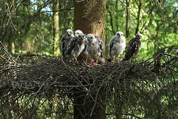 Sperber (Accipiter nisus)