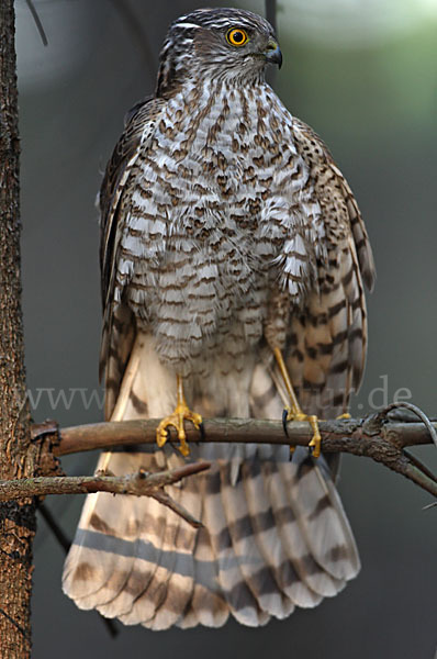 Sperber (Accipiter nisus)