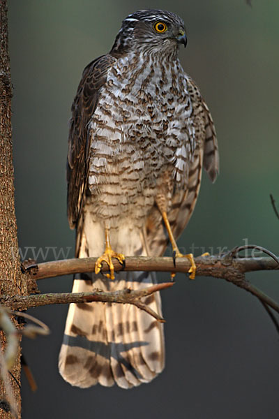 Sperber (Accipiter nisus)