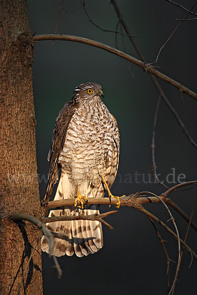 Sperber (Accipiter nisus)