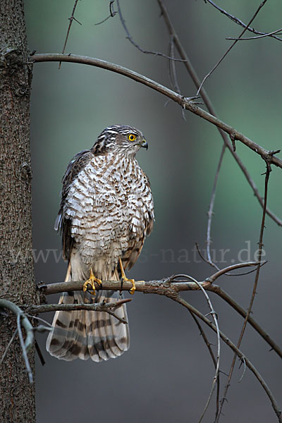 Sperber (Accipiter nisus)