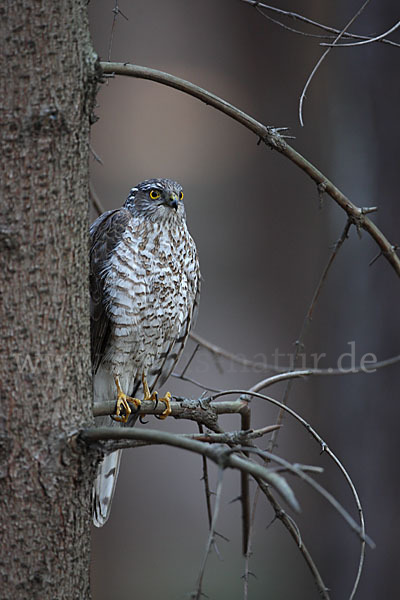 Sperber (Accipiter nisus)