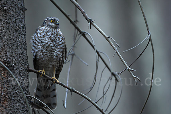 Sperber (Accipiter nisus)