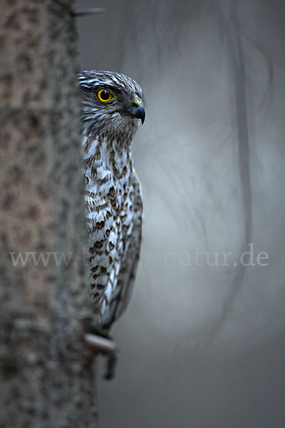 Sperber (Accipiter nisus)